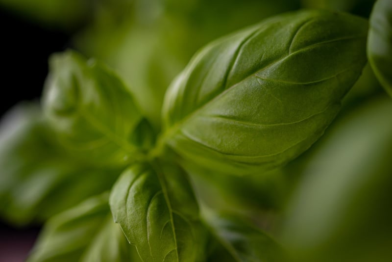 Basil