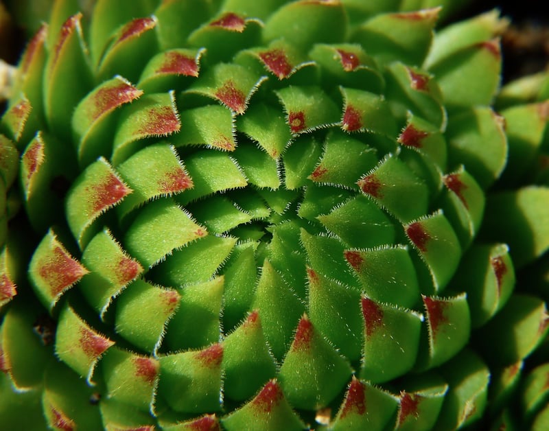Crassula