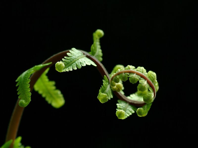 Fern in partial sunlight