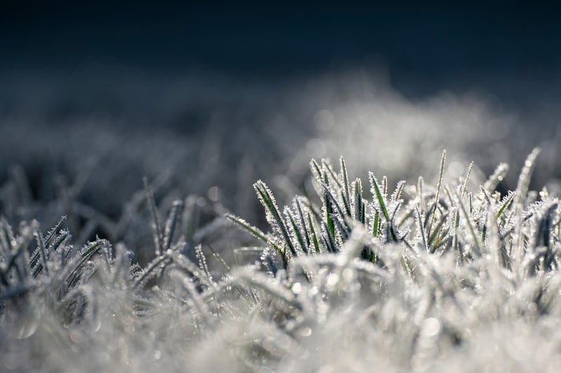 Winter Garden