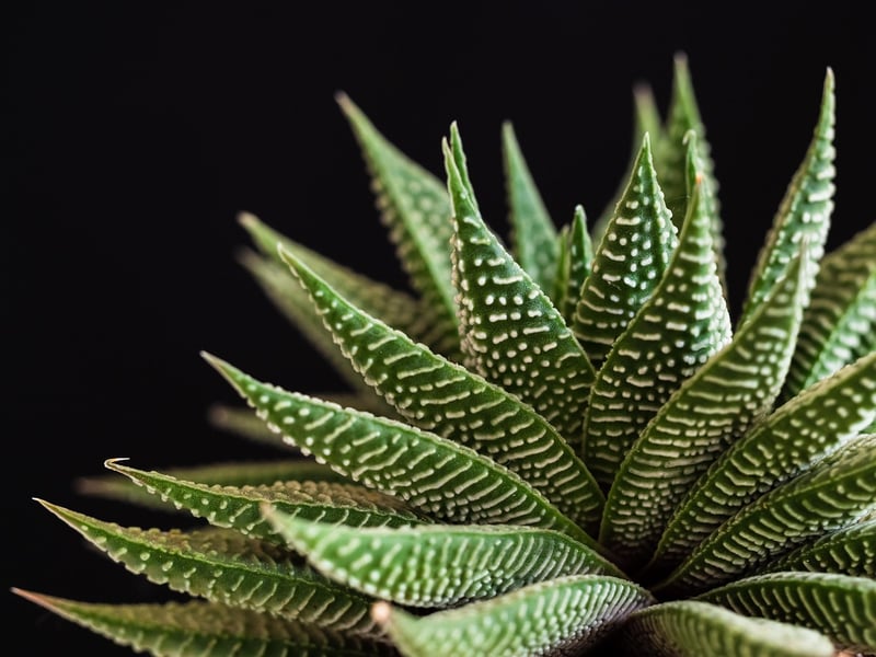 Haworthia