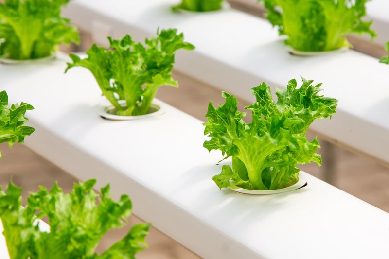 Hydroponic System