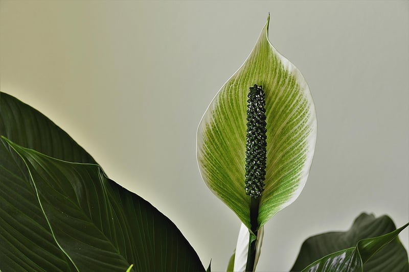 Peace lily in shade