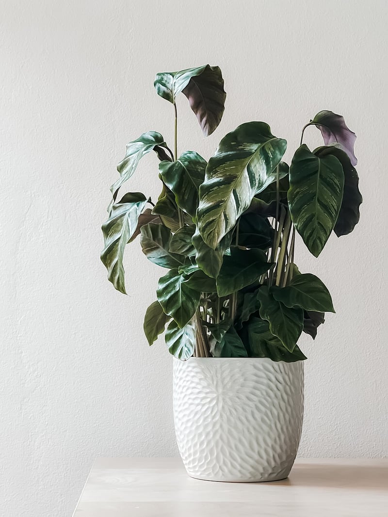 Indoor Vertical Garden