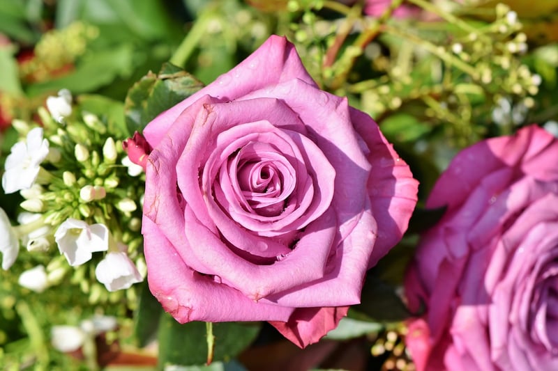 Rose