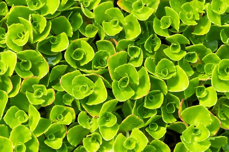 Sedum